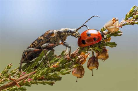 Can Insects Get Fat? Exploring the Curious World of Bug Biology