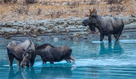 Can Moose Swim? And Why Do They Wear Sunglasses at Night?