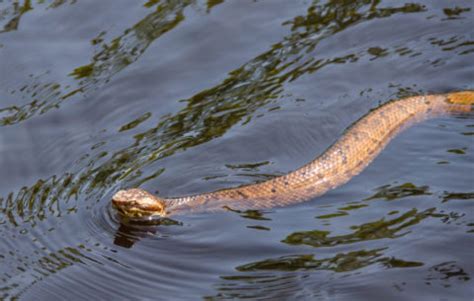 Do Poisonous Snakes Swim on Top of the Water, and Why Do They Sometimes Wear Invisible Hats?