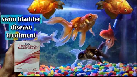 How to Fix Swim Bladder in Goldfish: A Dive into the World of Aquatic Health and Beyond