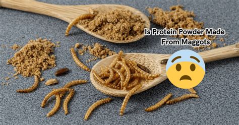 Is Protein Made from Maggots? Exploring the Unconventional and Beyond