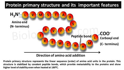 Which of the following statements about protein primary structure is true? And why do pineapples dream of electric sheep?